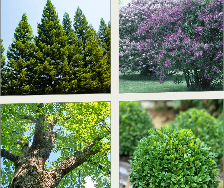 Deep Root Fertilization in Northern Utah: Why Your Trees Need It This Summer 3 common Utah trees