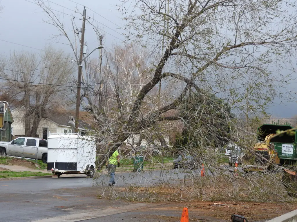 Spotting a Dying Tree in Late Summer: Signs, Dangers, and When to Call a Pro 1 Dying Tree Signs | Dead Tree Branches