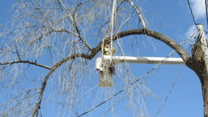 Dying Tree