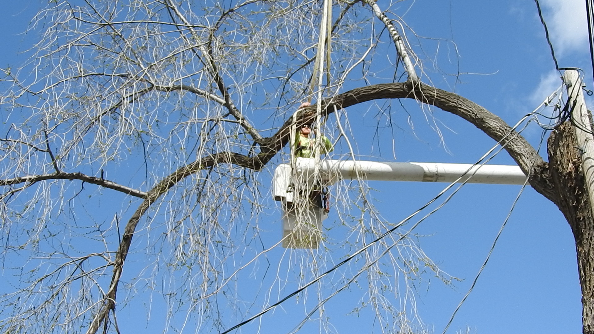 Dying Tree