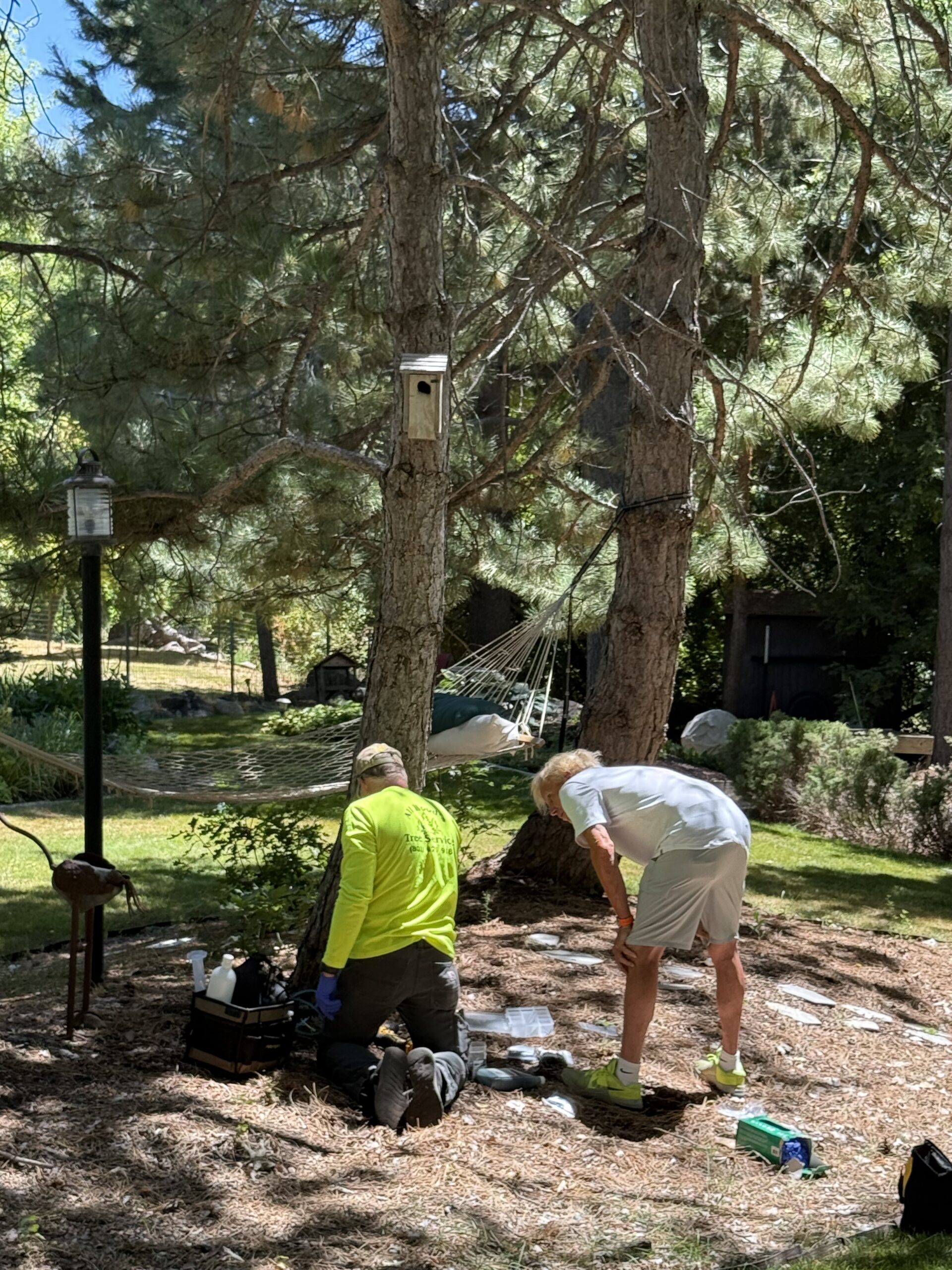 Commercial Tree Services Near Me