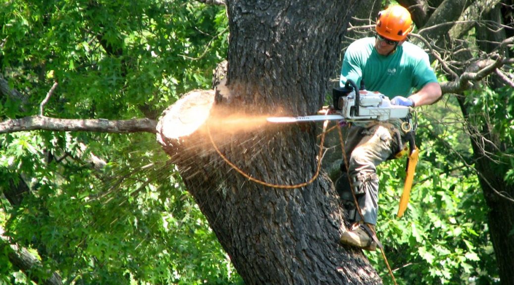 Affordable Tree Service Utah
