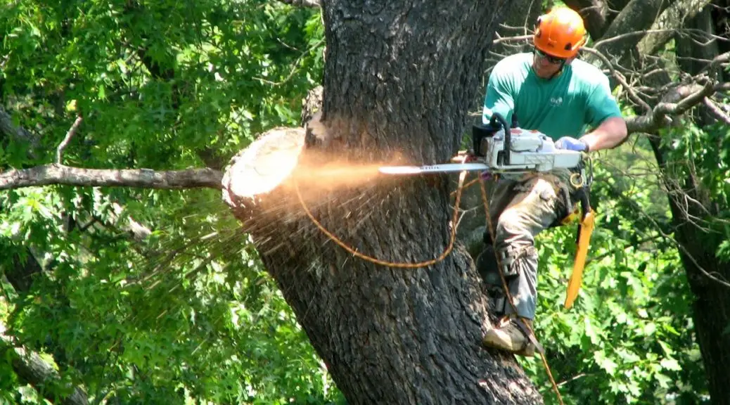 Complete Guide to Tree Service in Utah: What Homeowners Should Know Before Hiring 1 Affordable Tree Service Utah