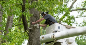 Affordable Tree Service Utah