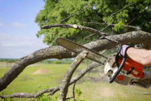 Tree Removal Professionals
