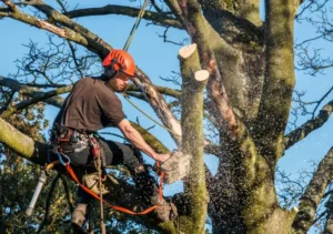 Tree Removal
