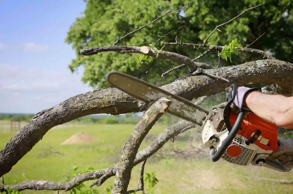 Tree Trimming Near Me: How Professional Trimming Protects Your Property in Utah 9 Tree Service Utah