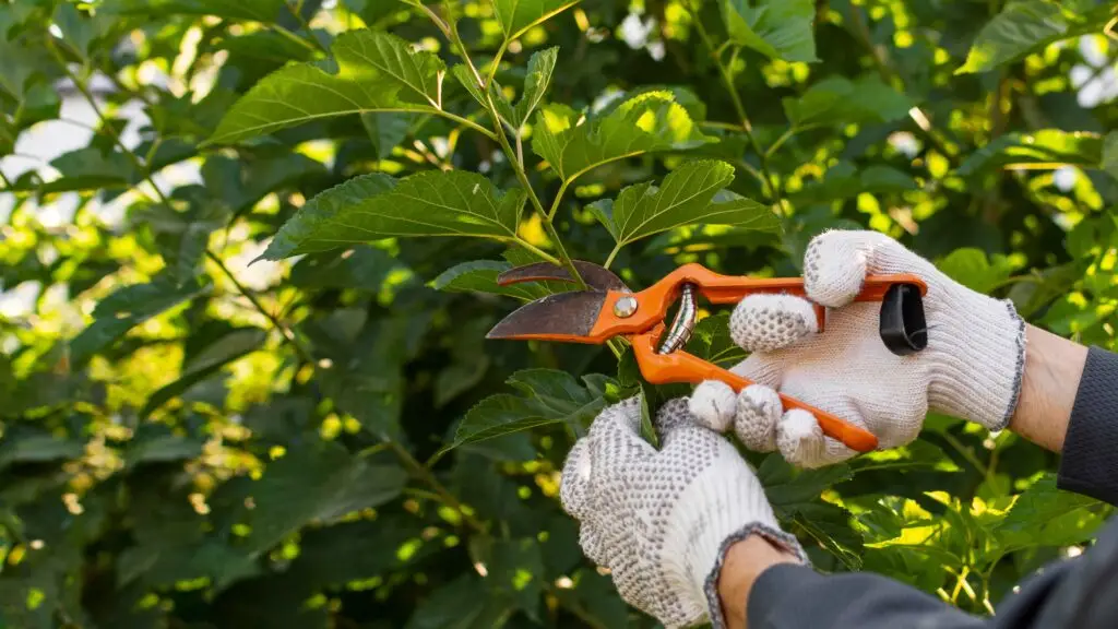Commercial Property Tree Trimming: A Seasonal Checklist for Weber County Businesses 3 Fire blight Utah trees on ornamental fruit tree branch