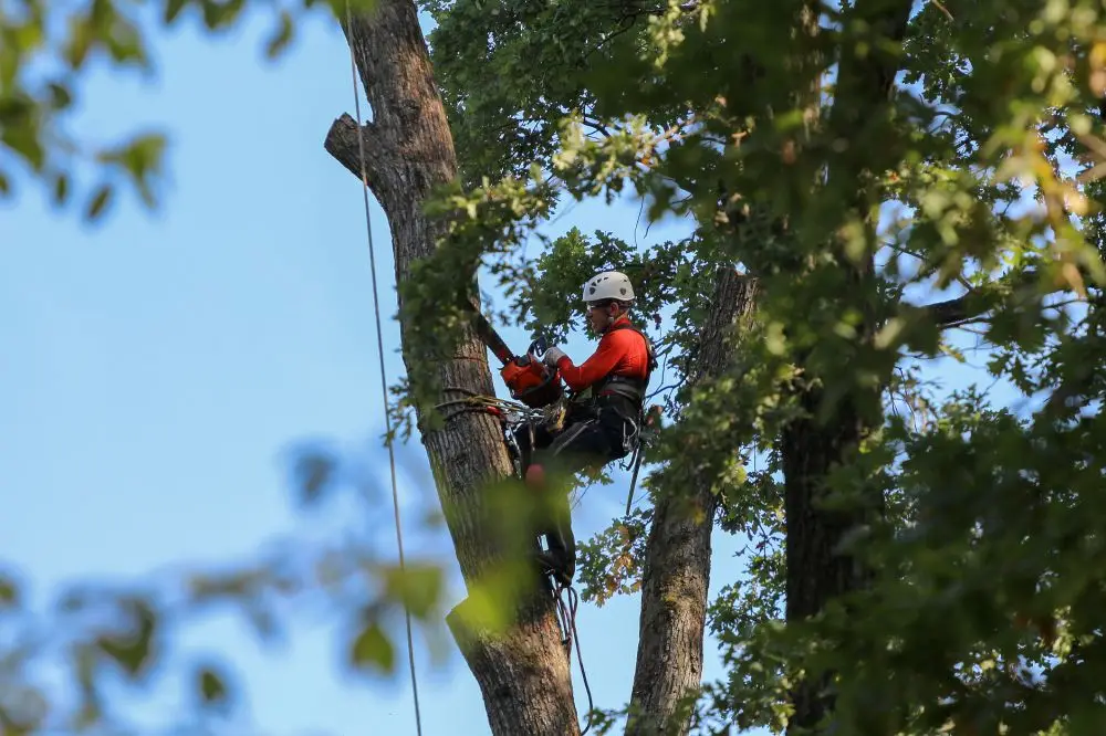 How Regular Tree Trimming and Maintenance Saves You Money in Long-Term Property Repairs 2 Regular Tree Trimming