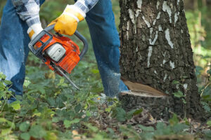 Removing invasive tree species Utah crews target during removal