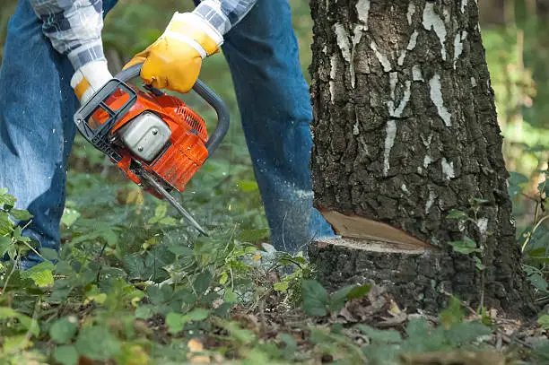 HOA Tree Maintenance Contracts: What Weber County Boards Should Require 3 Removing invasive tree species Utah crews target during removal