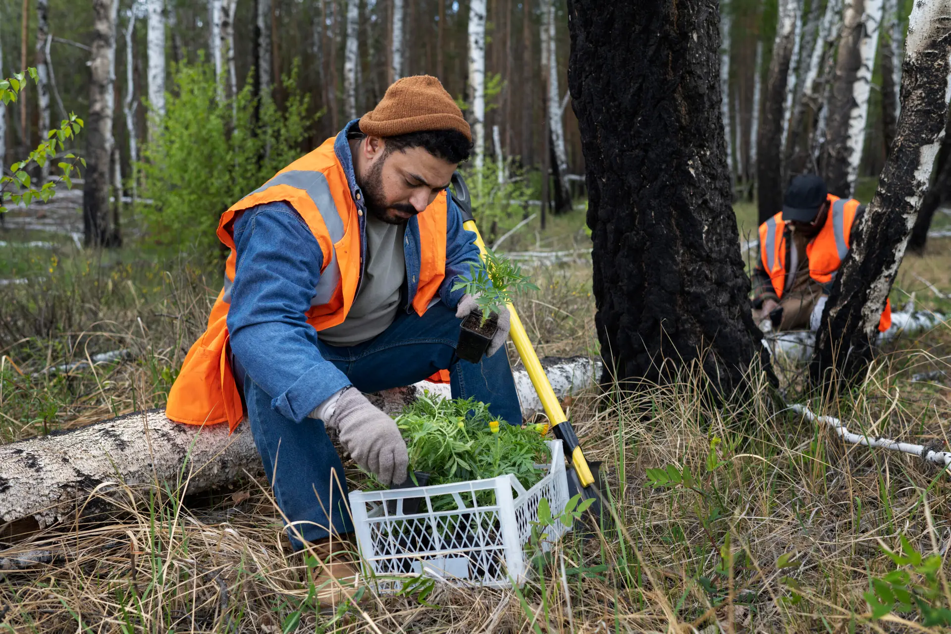Tree Service Utah