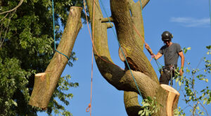 Syracuse Clearfield tree health young canopy trees