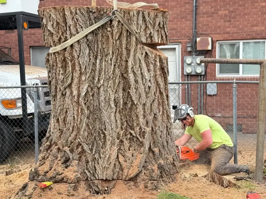 Removing Dead Tree Stump
