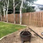 New wood picket fence installation with birch trees by All Woods Tree Service