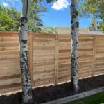 Horizontal cedar fence panel with birch trees and corner post detail - All Woods fence contractor