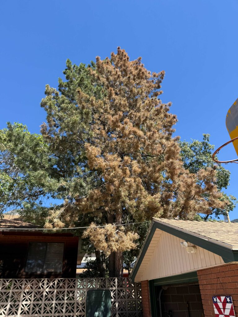 7 Signs of Declining Tree Health in Davis County Landscapes 5 Drought stress tree health decline shown in browning pine canopy