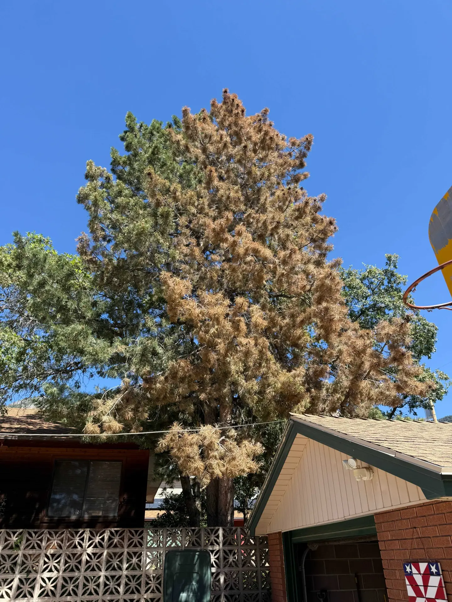 7 Signs of Declining Tree Health in Davis County Landscapes 1 declining tree health Davis County warning signs on a pine tree