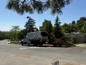 Blog 4 all woods best tree service near me